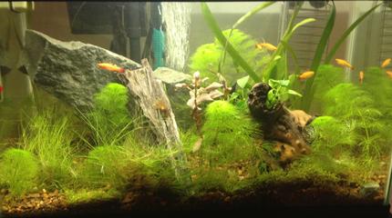 10 gallons planted tank (mostly live plants and fish) - 3/29 6 weeks 

7.2 / 76*