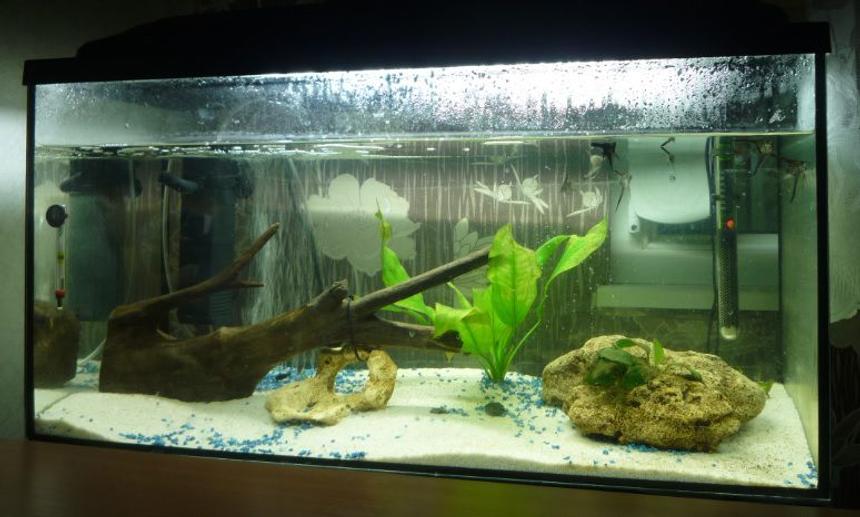 Rated #53: 21 Gallons Planted Tank - My Fishtank