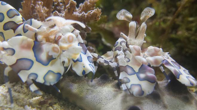 saltwater fish stocking in 200 gallons tank - Harliquins taking down a starfish