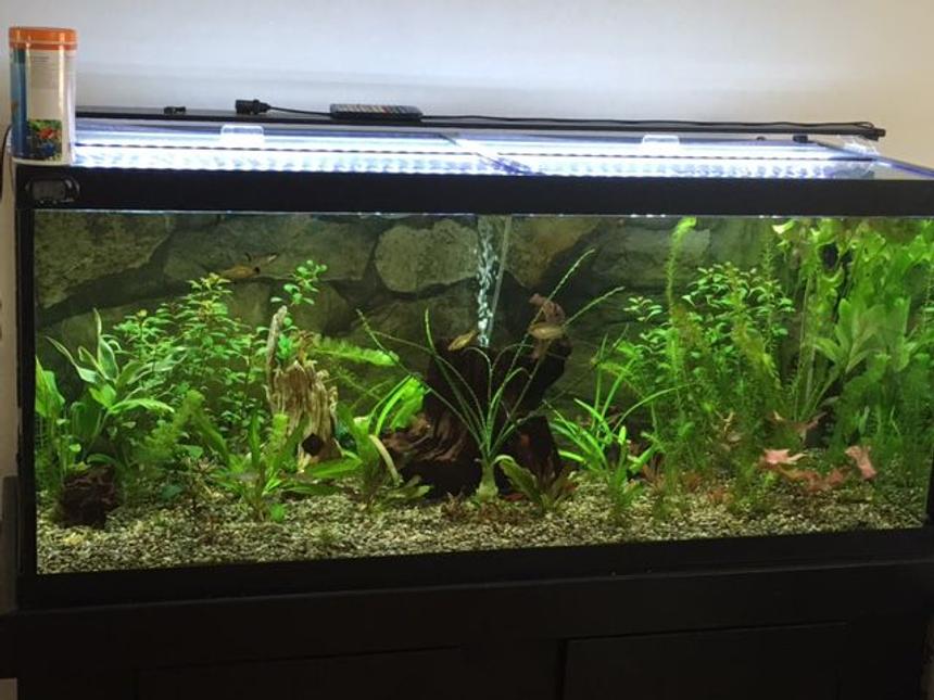 Rated #22: 75 Gallons Planted Tank - Randomly grabbing plants I think look awesome and trying to arrange this is not so easy