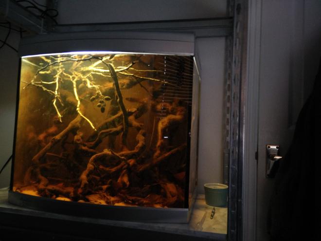15 gallons freshwater fish tank (mostly fish and non-living decorations) - Rescaped blackwater biotope (put brightness on full to see it best, even though the quality sucks because of my camera!)