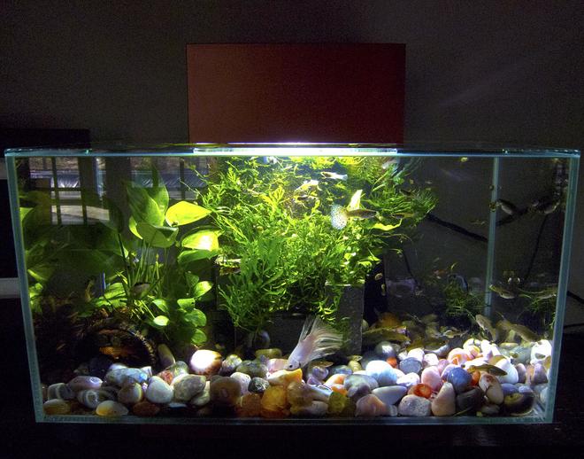 6 gallons planted tank (mostly live plants and fish) - Community in the Edge