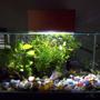 6 gallons planted tank (mostly live plants and fish) - Community in the Edge