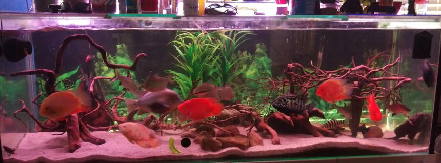 Rated #15: 180 Gallons Freshwater Fish Tank - My freshwater setup