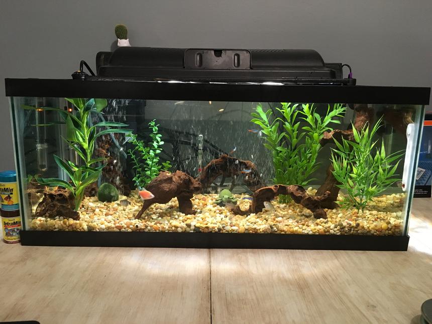 Rated #31: 20 Gallons Freshwater Fish Tank - Front Side of New Tank