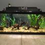 20 gallons freshwater fish tank (mostly fish and non-living decorations) - Front Side of New Tank