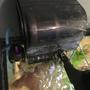 fish tank picture - HOB Penguin 100 Filter W/ 50 Watt Heater