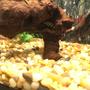 fish tank picture - Tetra and Loach
