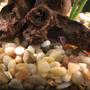 fish tank picture - Loach under Iron Wood