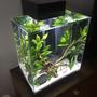 12 gallons planted tank (mostly live plants and fish) - Fluval Edge 12 galon. Prishtina- Kosovo