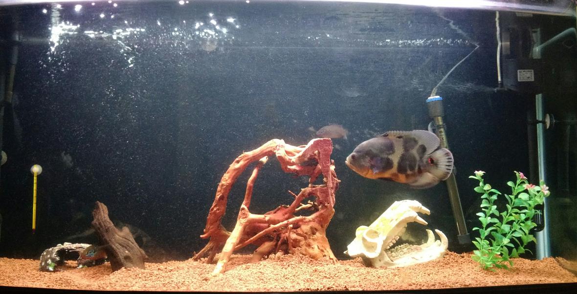 90 gallons freshwater fish tank (mostly fish and non-living decorations) - Oscar with a couple of jewels. German clay, driftwood, Artificial skull, barrel and plant.
