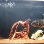90 gallons freshwater fish tank (mostly fish and non-living decorations) - Oscar with a couple of jewels. German clay, driftwood, Artificial skull, barrel and plant.