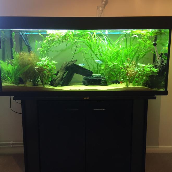 55 gallons planted tank (mostly live plants and fish) - Tropical fish tank