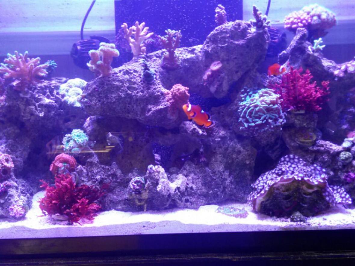 57 gallons reef tank (mostly live coral and fish) - Only pic I could get to load!