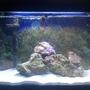 fish tank picture - Removed the two damsels, put into my 10 gallon tank. I added 5 Snails, a Six Line Wrasse and two more live rocks to my 29 gallon tank. Still more to come.