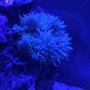 fish tank picture - Sebae anemones such a beautiful sight. Puts me in a trance watching it.