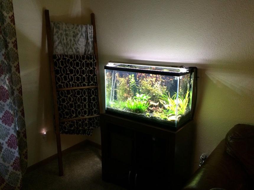 Rated #47: 29 Gallons Planted Tank - High tech 29g running pressurized CO2.

-Plants-
Amazon Sword
Ammania Gracilis
Ludwigia repens
Micro Sword
Java Fern
Cryptocorne parva

-Lights-
Finnex Planted+

-Ferts-
Seachem Flourish
Seachem Trace
Osmocote+ Tabs