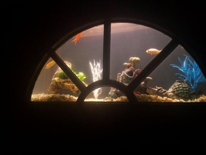 4 gallons freshwater fish tank (mostly fish and non-living decorations) - updated picture