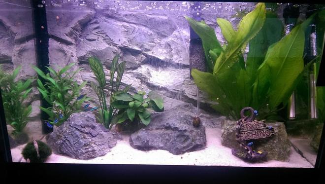 90 gallons freshwater fish tank (mostly fish and non-living decorations) - My old 60L Tropical tank. 

Marina Style 60 Tank.

Play sand used as substrate. 

Grey rock fibreglass 3d background off ebay. Deep oceanic rocks from Dobbies. Two real plants and two cheap fake plants plus one moss ball.