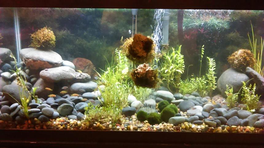 Rated #36: 150 Gallons Planted Tank - just started this planted tank was using it to house fry decided to try it out all plants moss rocks and drift wood  i got from the local river in my area realy  liking it so going to order the proper lighting and co2 just need to do some research on what i need open for any suggestions