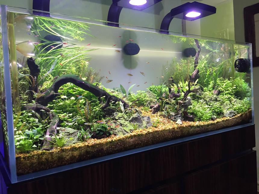 Rated #1: 60 Gallons Planted Tank - ADA 60 SIDE 1