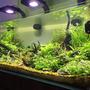 fish tank picture - ADA 60 SIDE 2