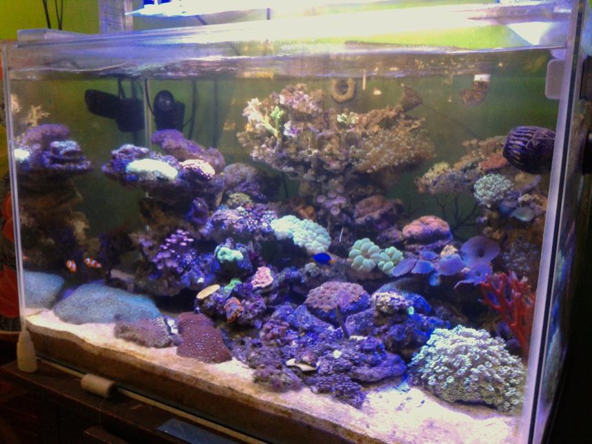 Rated #10: 53 Gallons Reef Tank - Lps coral