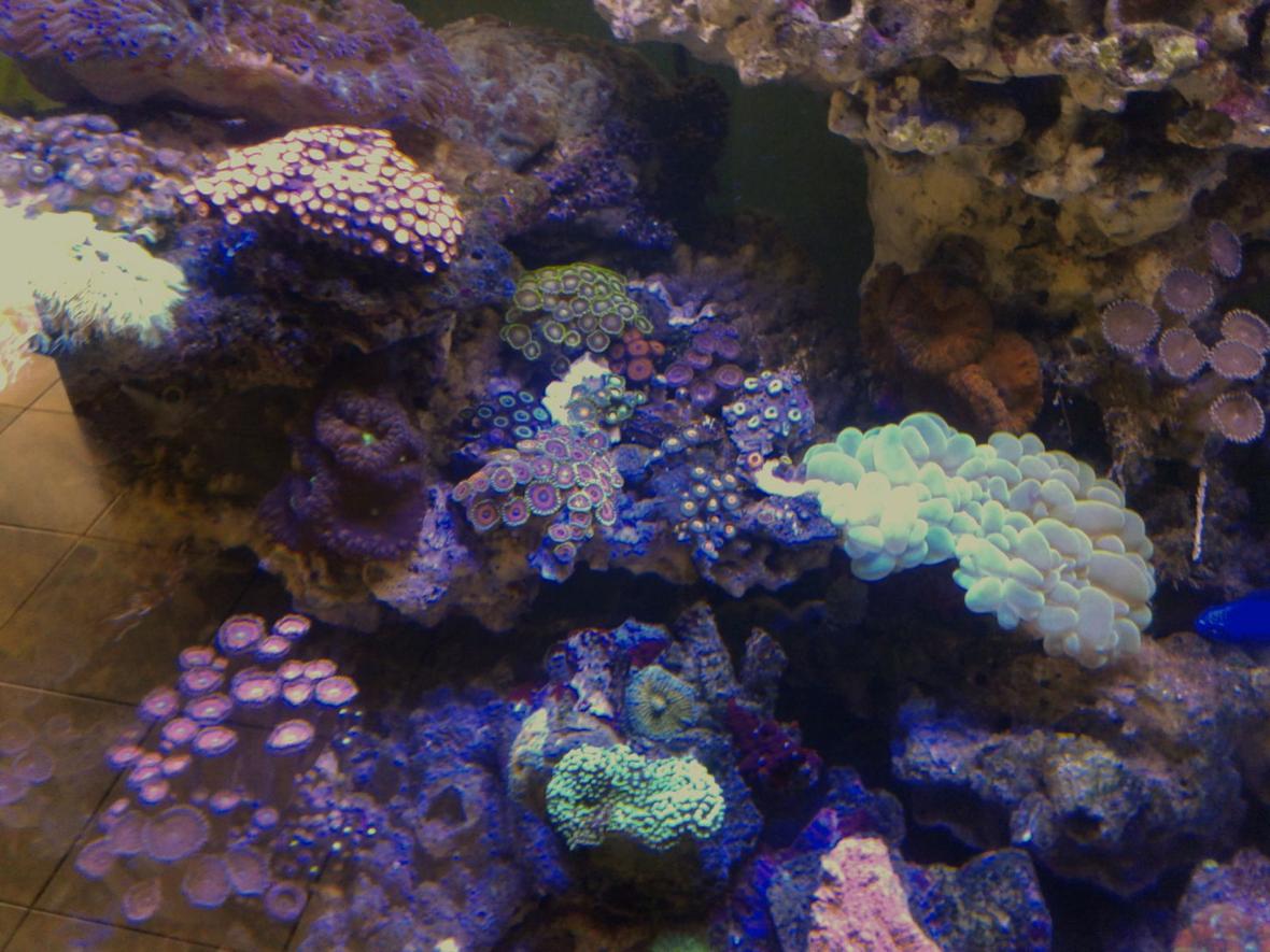 corals inverts stocking in 53 gallons tank - My zoa