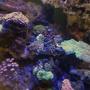 corals inverts stocking in 53 gallons tank - My zoa