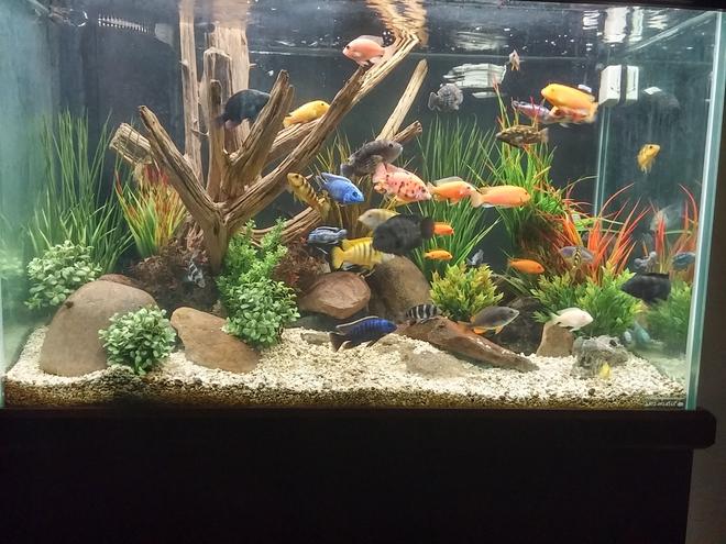 150 gallons freshwater fish tank (mostly fish and non-living decorations) - Mixed African cichlid tank