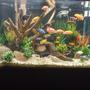 150 gallons freshwater fish tank (mostly fish and non-living decorations) - Mixed African cichlid tank