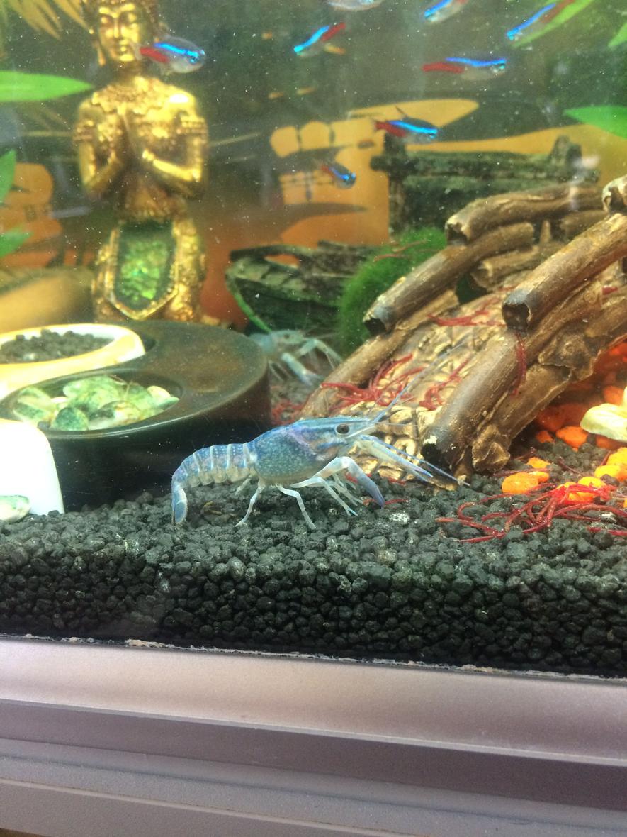 Rated #71: 65 Gallons Freshwater Fish Tank - Buddha tank