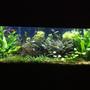 fish tank picture - 55 gal led lighting pressurized co2