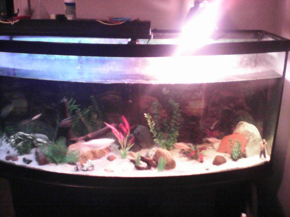 70 gallons freshwater fish tank (mostly fish and non-living decorations) - Sorry for the quality