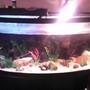 70 gallons freshwater fish tank (mostly fish and non-living decorations) - Sorry for the quality