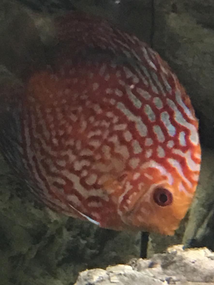 freshwater fish stocking in 55 gallons tank - Checkerboard Red Panda Discus