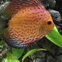 freshwater fish stocking in 55 gallons tank - Checkerboard Blue Panda Discus