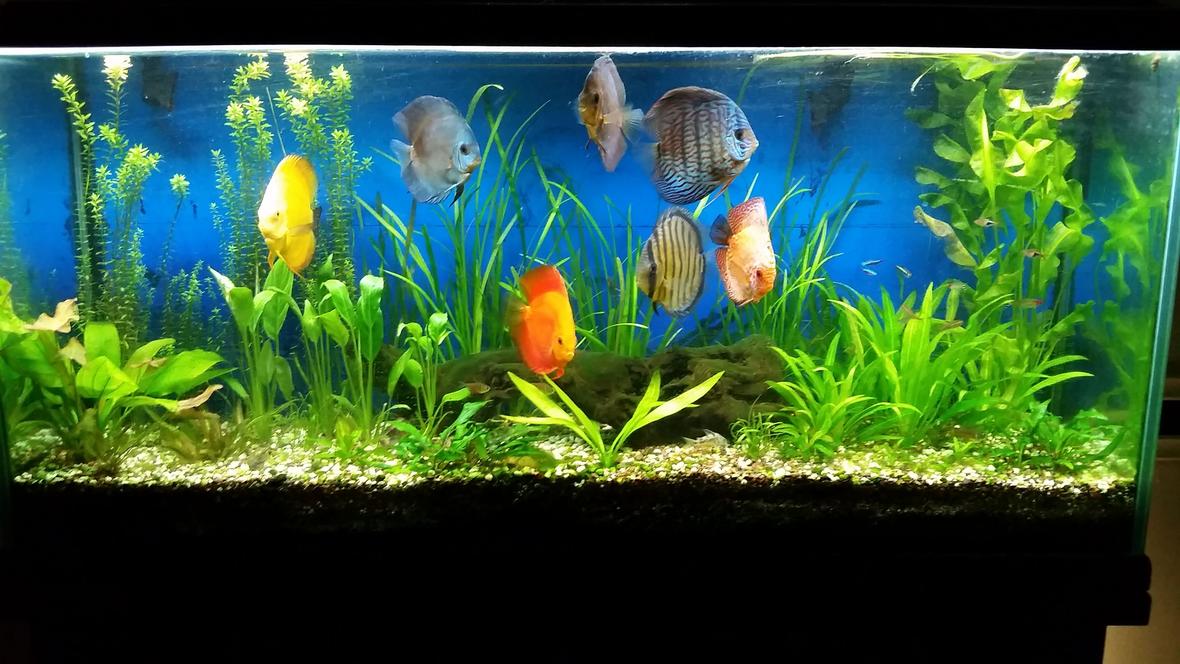 60 gallons planted tank (mostly live plants and fish) - 7 colorful discus