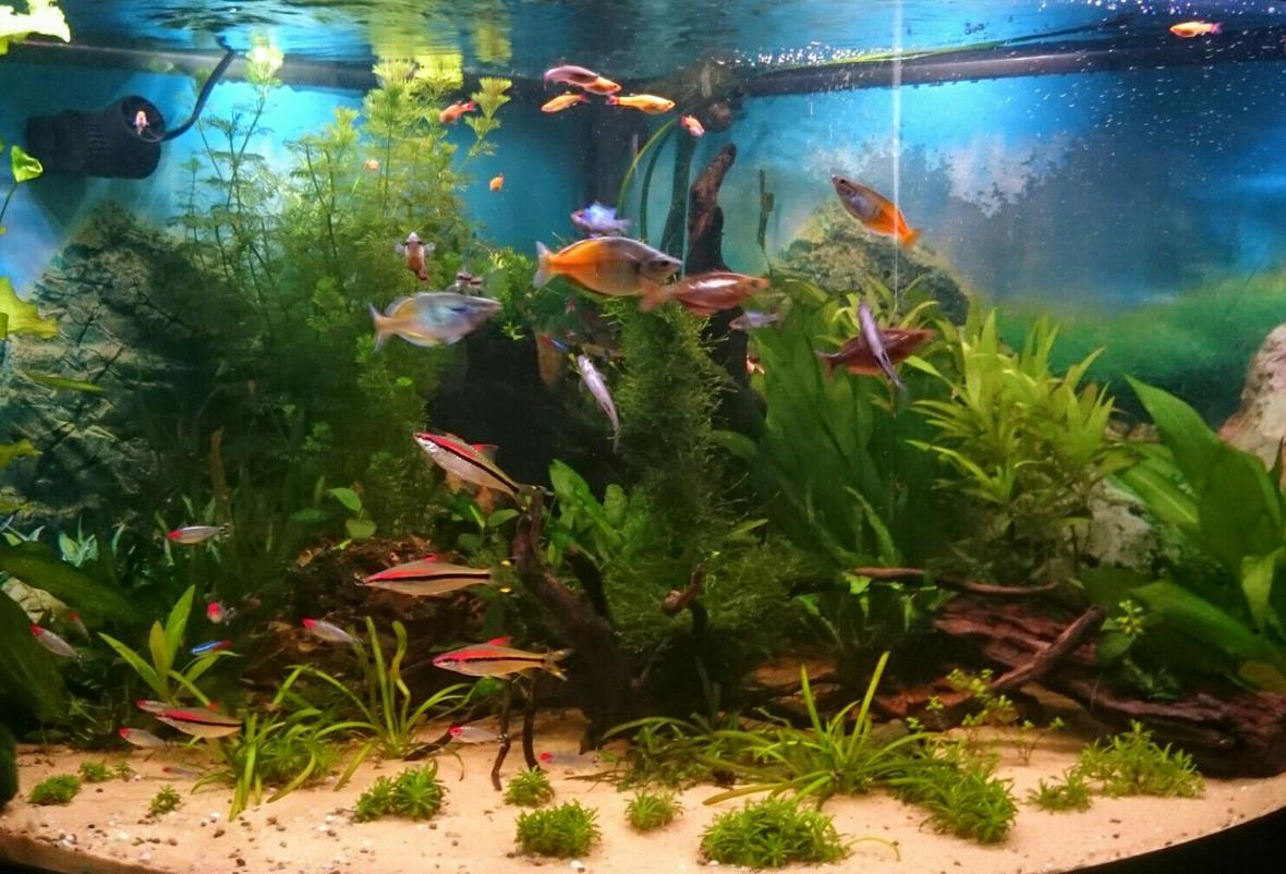 92 gallons planted tank (mostly live plants and fish) - Full photo of tank