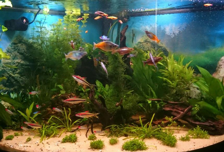 Rated #25: 92 Gallons Planted Tank - Full photo of tank