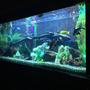 68 gallons freshwater fish tank (mostly fish and non-living decorations) - 850lt