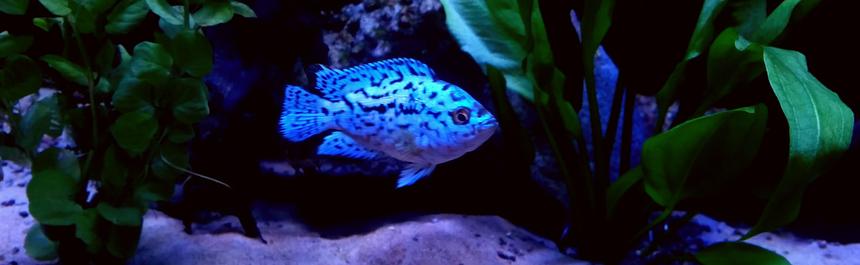 Rated #10: Freshwater Fish Stocking In 90 Gallons Tank - Electric blue jack dempsey