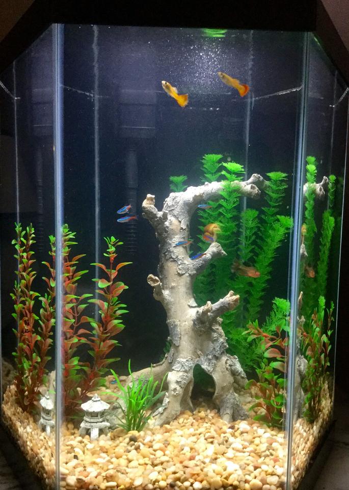 freshwater fish stocking in 20 gallons tank - Freshwater tank