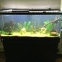 55 gallons freshwater fish tank (mostly fish and non-living decorations) - Coming together