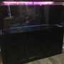 280 gallons freshwater fish tank (mostly fish and non-living decorations) - 121