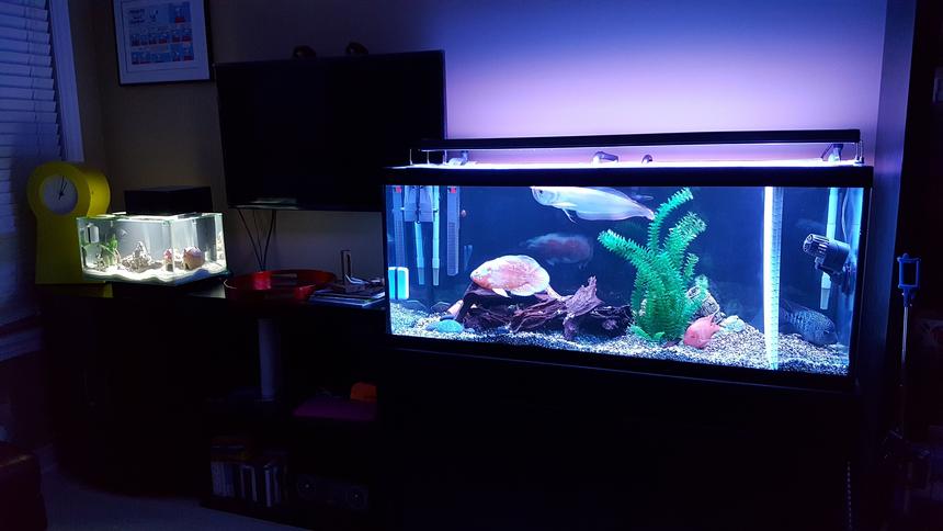 Rated #52: 75 Gallons Freshwater Fish Tank - Oscar ,  Silver Arowana