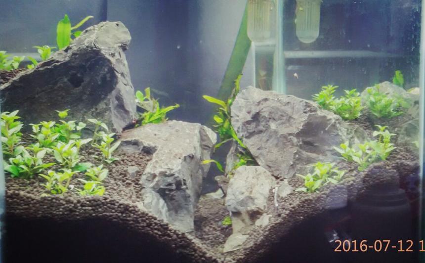 Rated #46: 8 Gallons Planted Tank - HArdscape