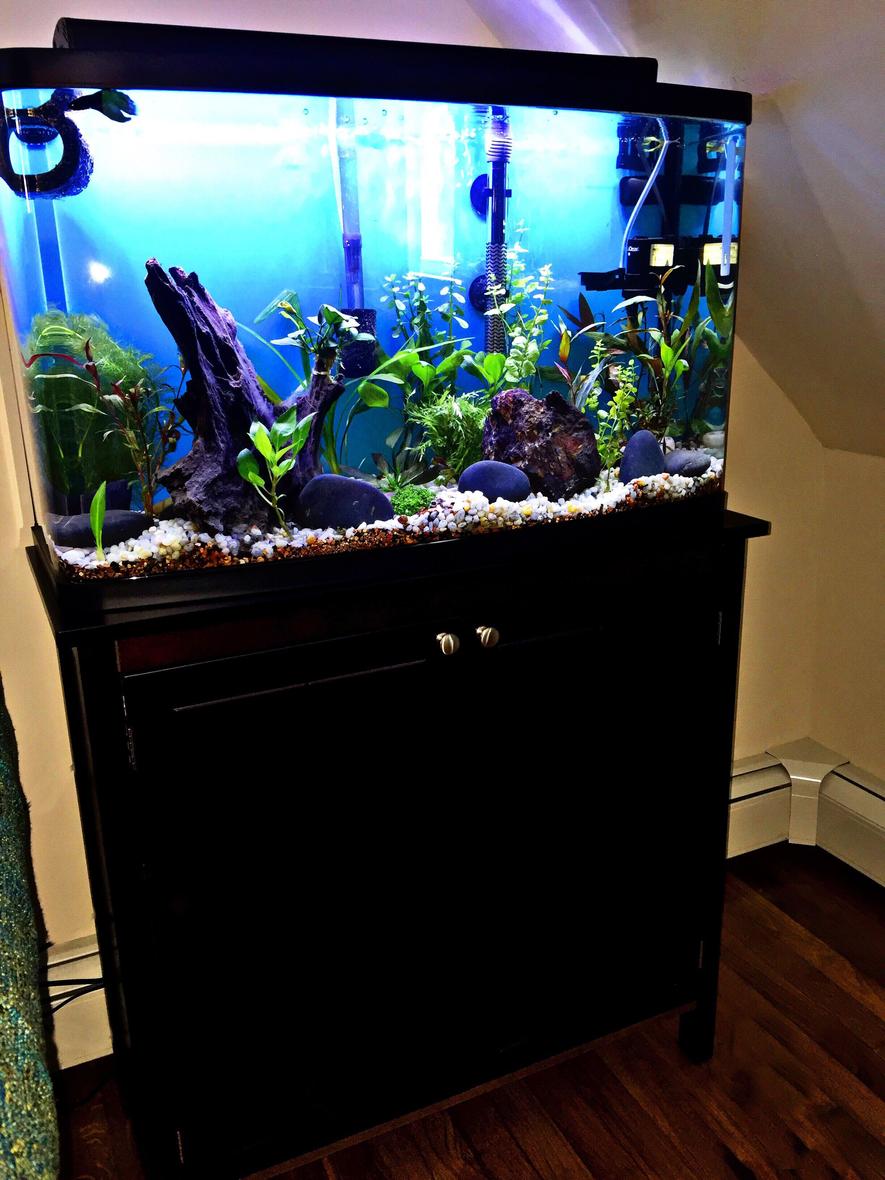 Rated #30: 23 Gallons Planted Tank - 23g (high),