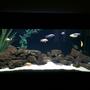170 gallons freshwater fish tank (mostly fish and non-living decorations) - Malawi Desert "Rock & Sand"