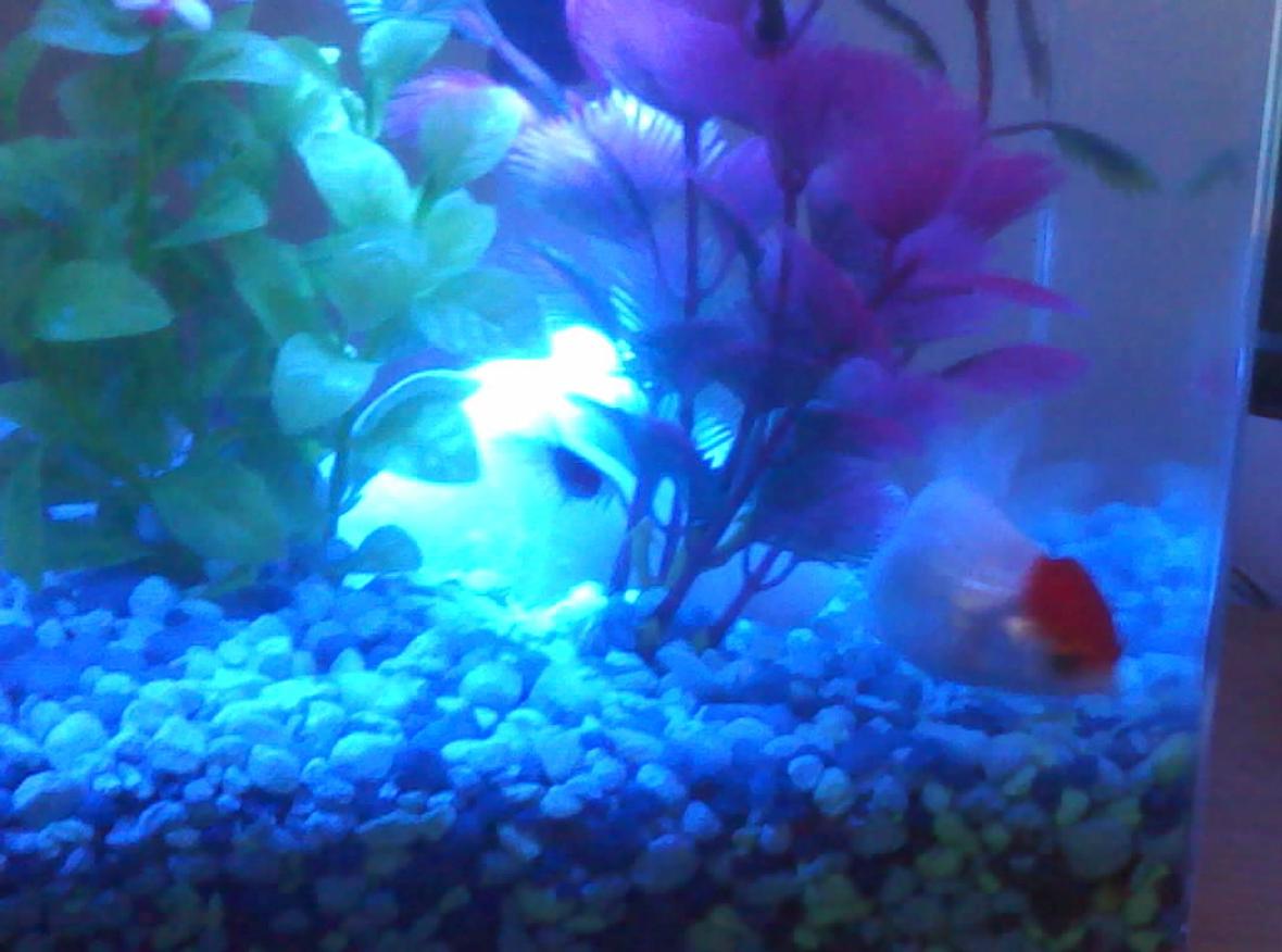 10 gallons freshwater fish tank (mostly fish and non-living decorations) - one of 5 tanks